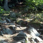 Trail up Crag Mountain
