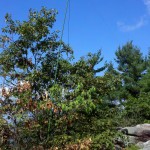 Jackite Pole supporting antenna