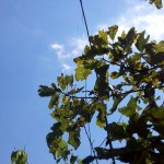 Getting the antenna above the trees